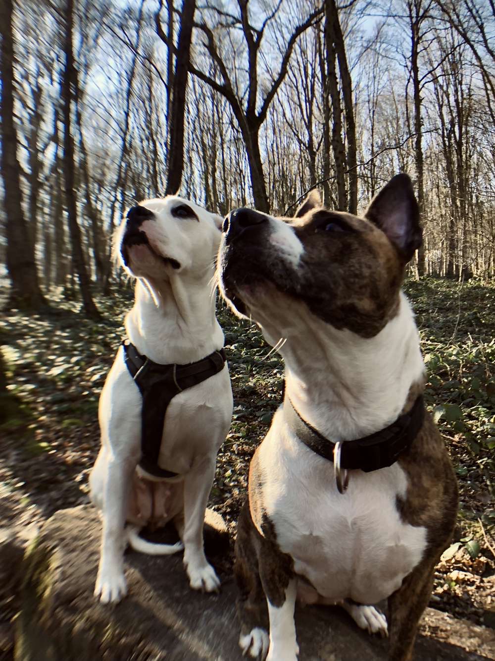 Service promeneur chien 27 entre particuliers
