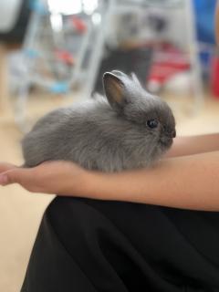 Service : rongeur Service : rongeur