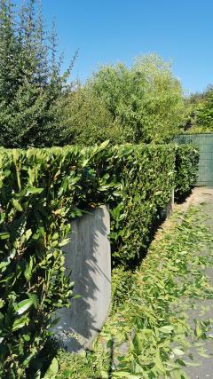 Service : taille de haies Service : taille de haies