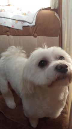 Service : chien Service : chien