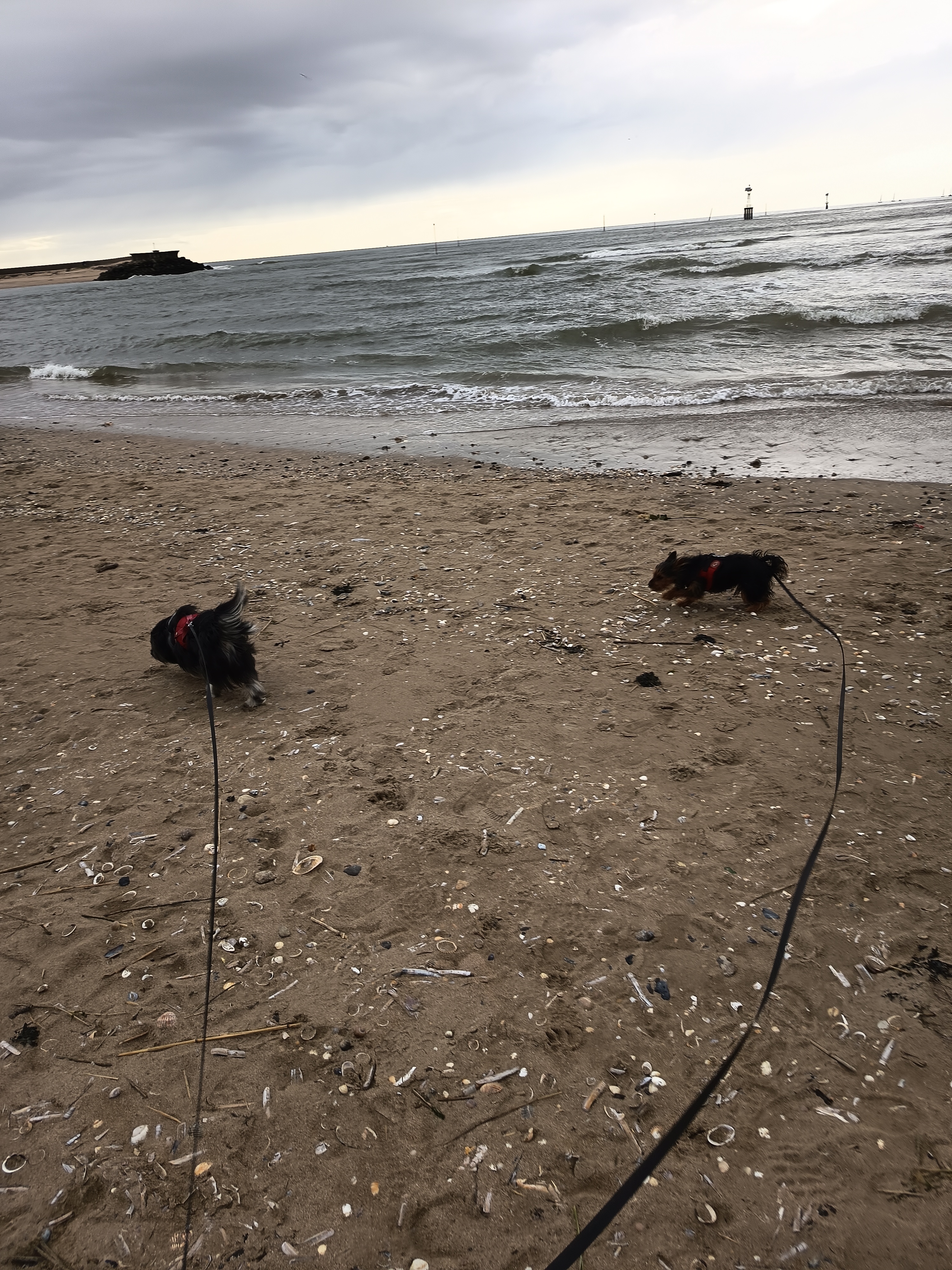 Service chien 14 entre particuliers