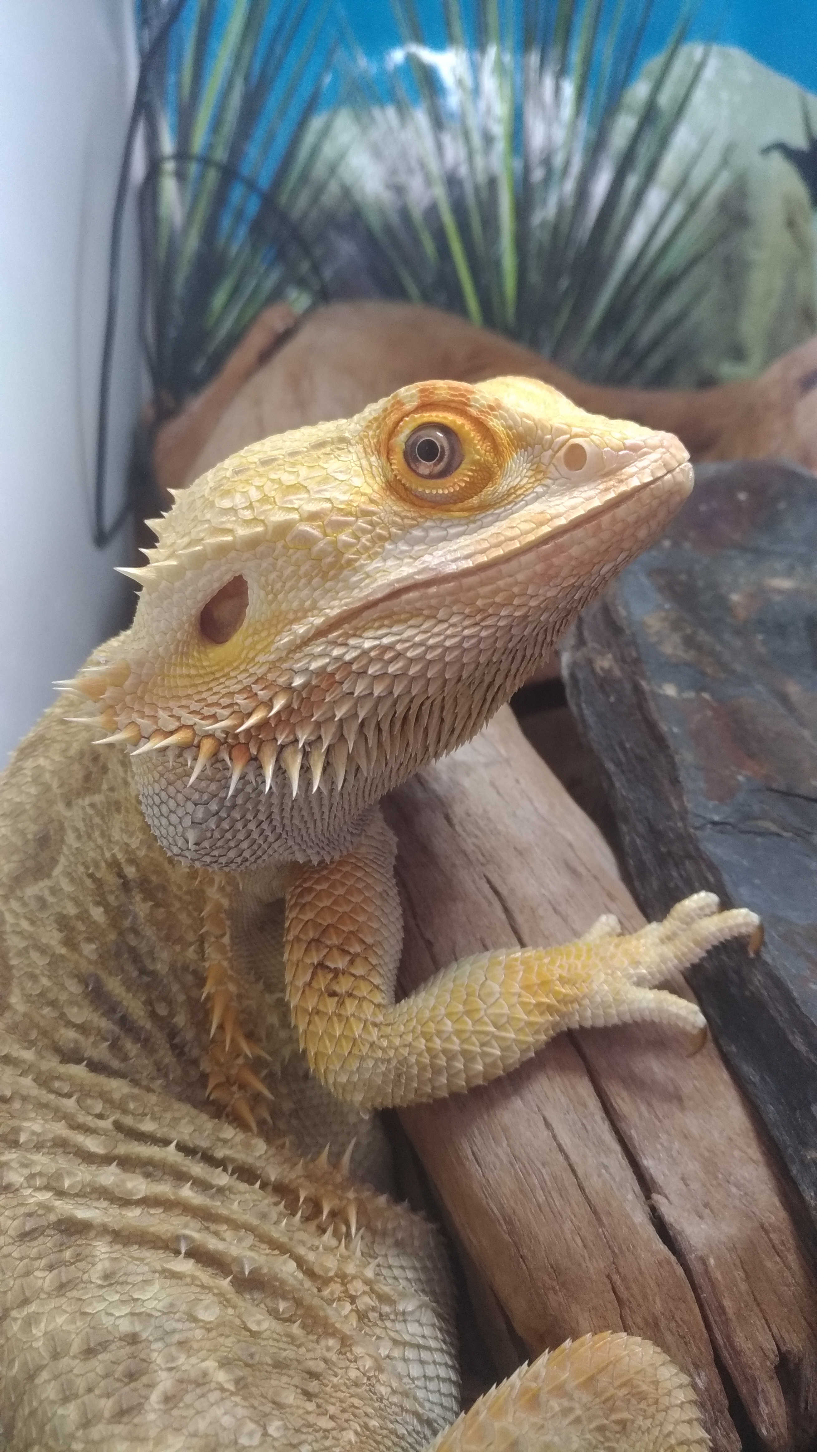 Service reptile 68 entre particuliers