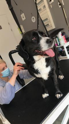 Service : chien Service : chien