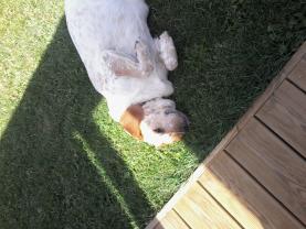 Service : chien Service : chien