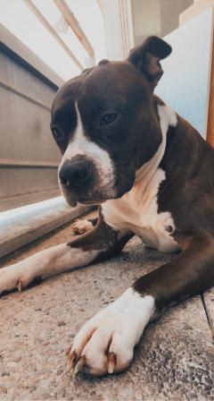 Service : chien Service : chien