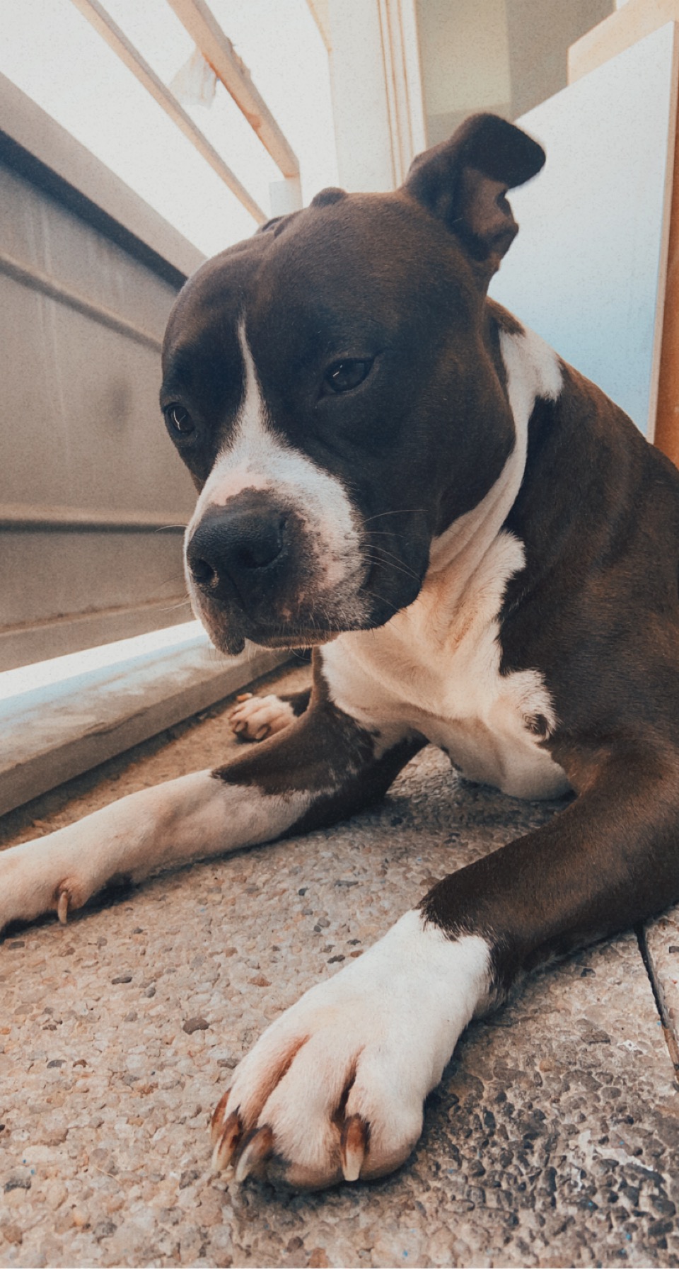 Service chien 75 entre particuliers