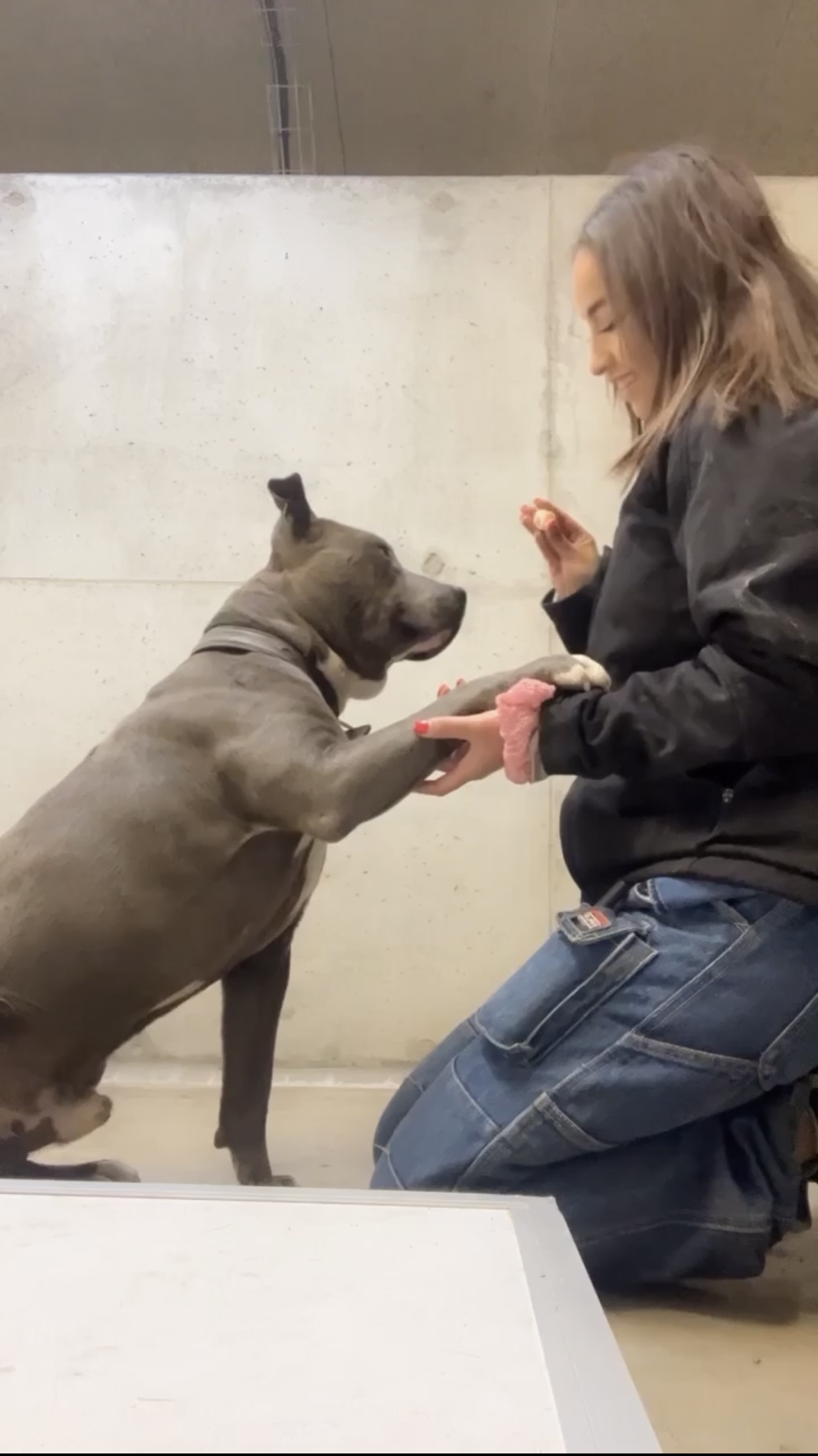 Service garde animaux 37 entre particuliers