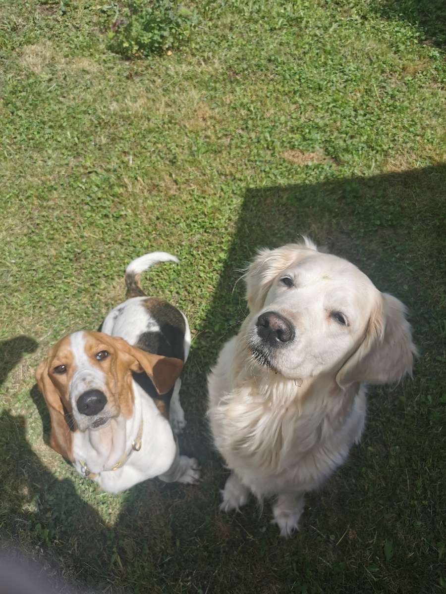 Service chien 54 entre particuliers