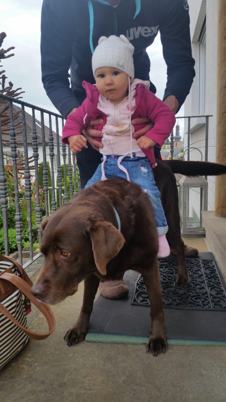 Service chien 83 entre particuliers