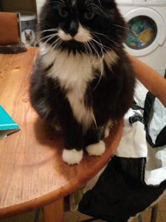 Demander ce catsitter