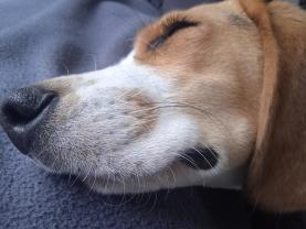 Service : garde animaux Service : garde animaux