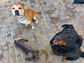 Demander ce petsitter