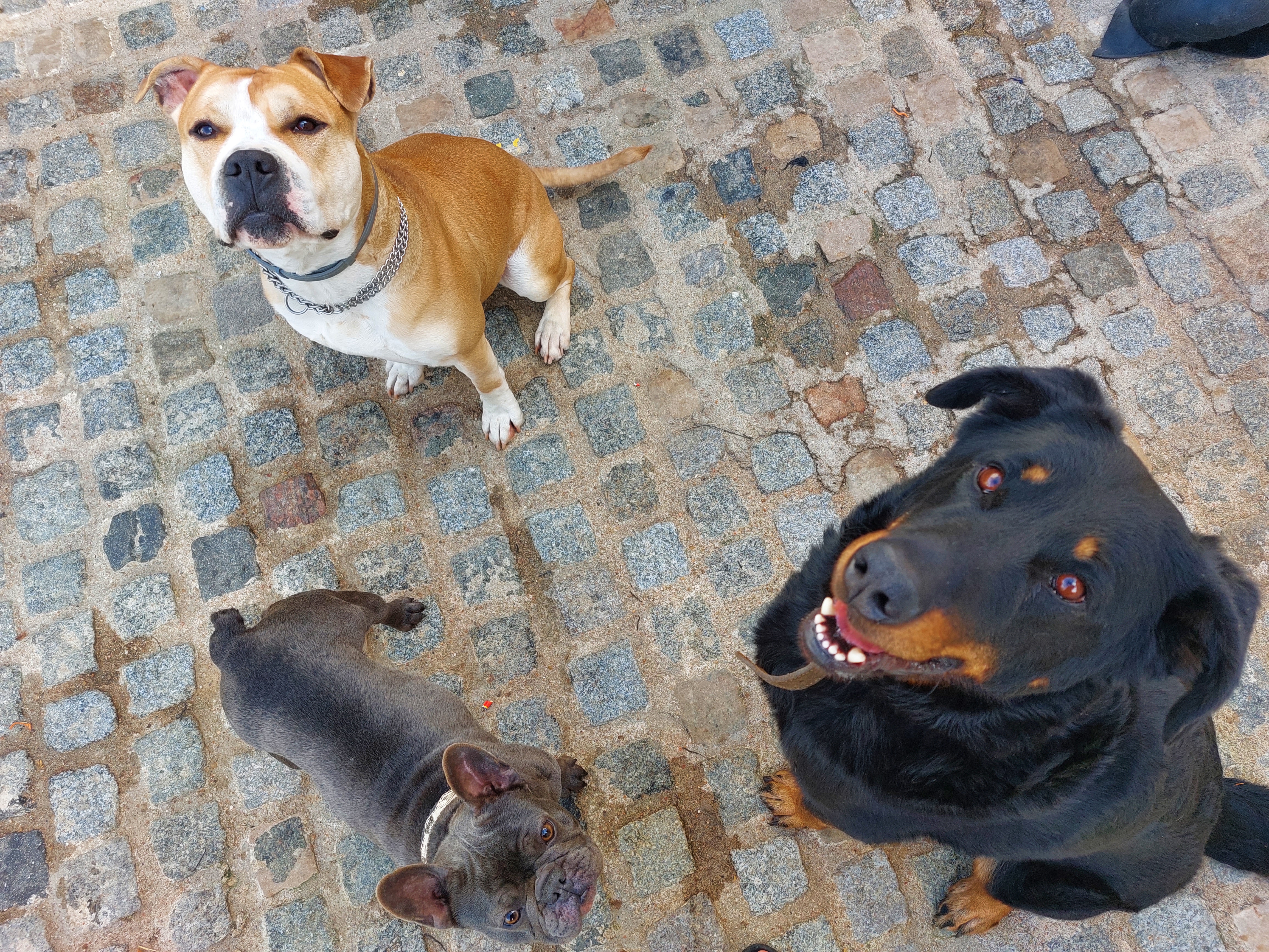 Service chien 91 entre particuliers