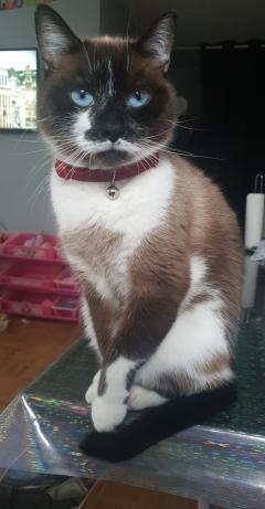 Demander ce catsitter
