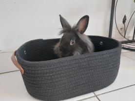 Service garde lapin entre particuliers