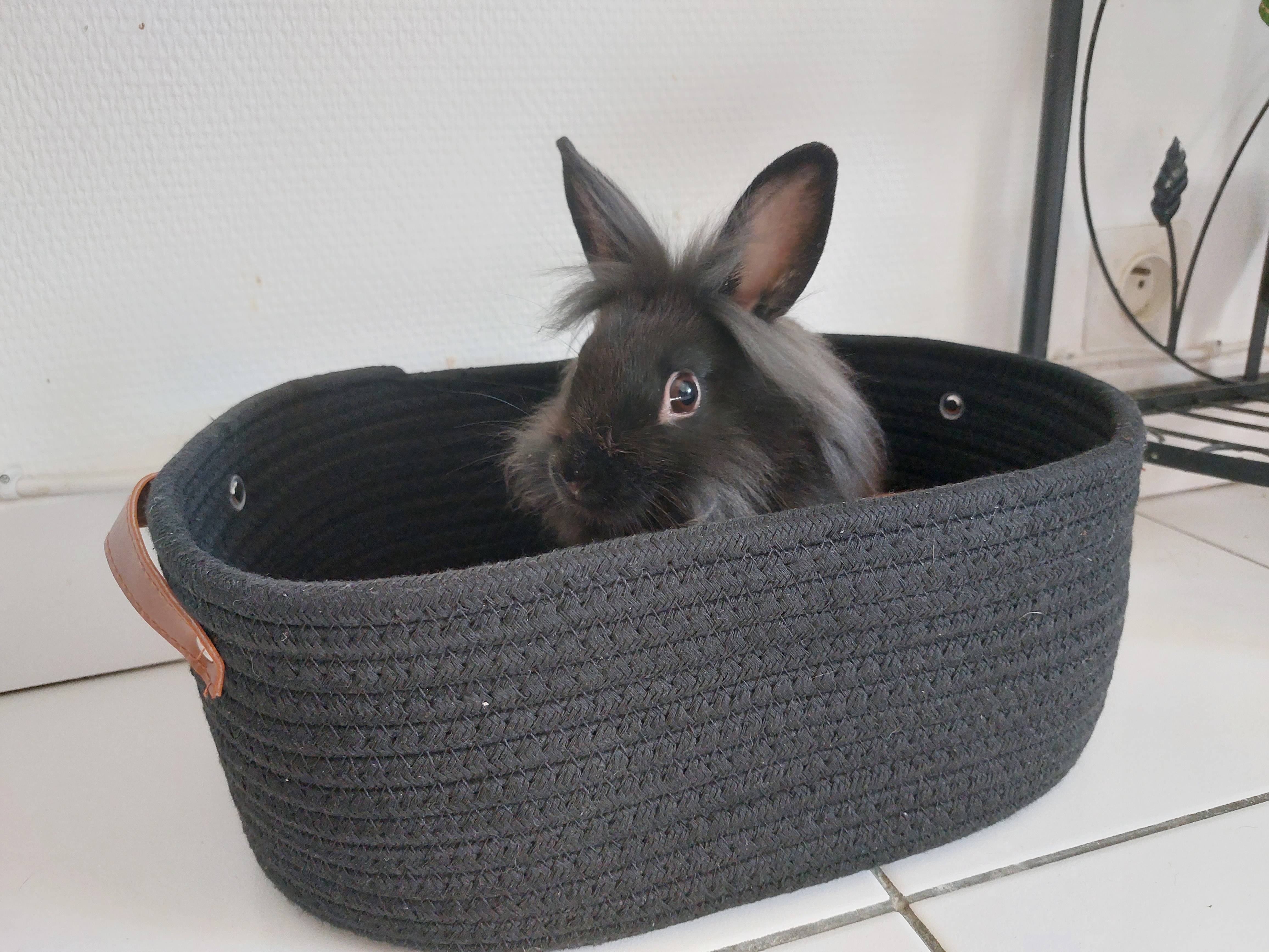 Service garde lapin 91 entre particuliers