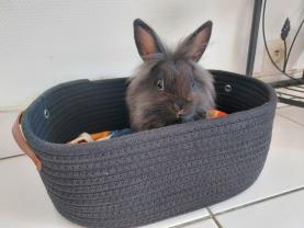 Service : rongeur Service : rongeur