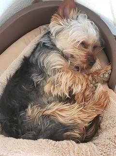 Service : chien Service : chien