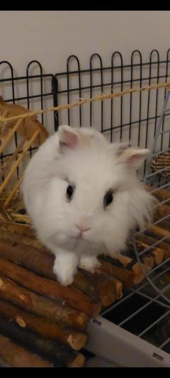 Service : garde lapin Service : garde lapin