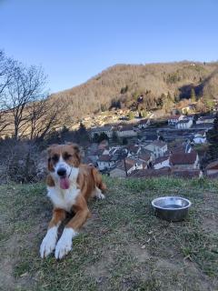 Demander un promeneur