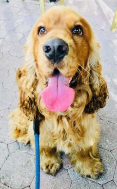 Service : chien Service : chien