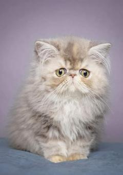 Service : garde animaux Service : garde animaux