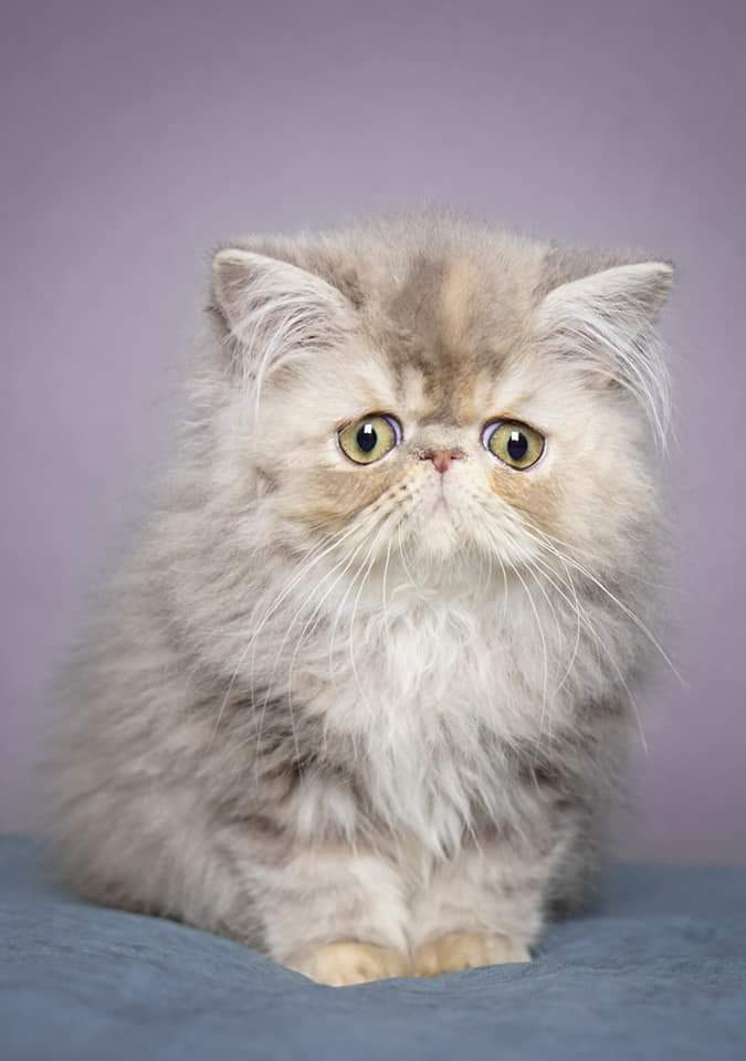 Service garde animaux 33 entre particuliers