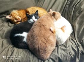 Demander ce catsitter