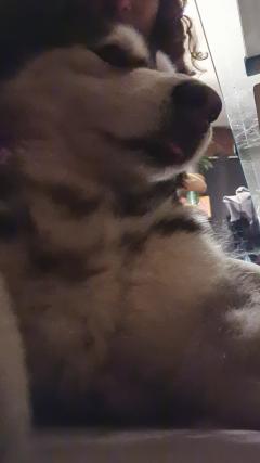 Service : chien Service : chien