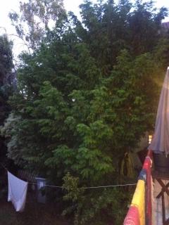 Service : elagage Service : elagage