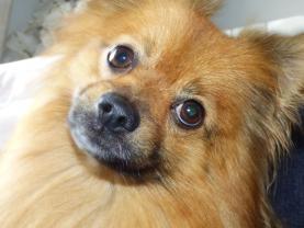Demander ce petsitter