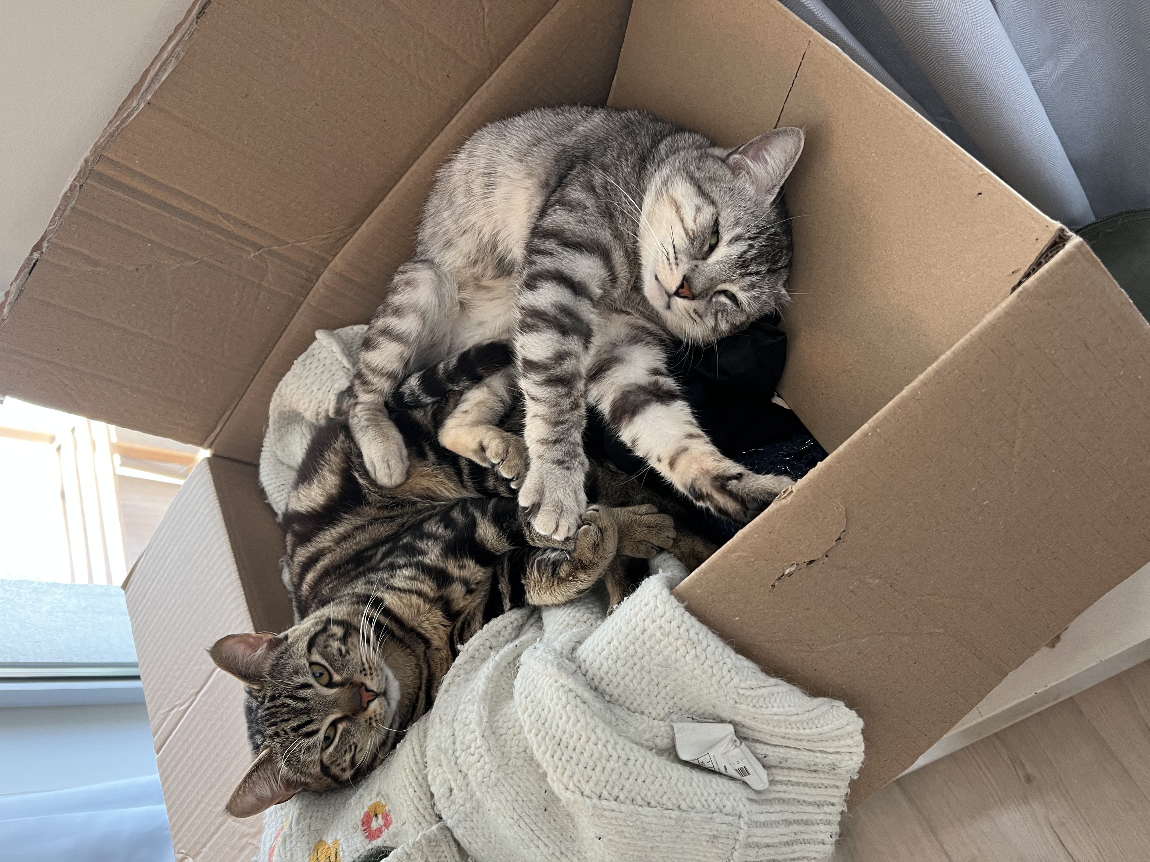 Service garde animaux 59 entre particuliers