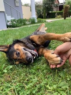 Service : promeneur chien Service : promeneur chien