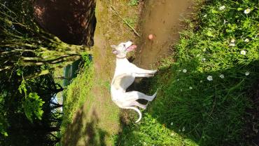 Service : chien Service : chien