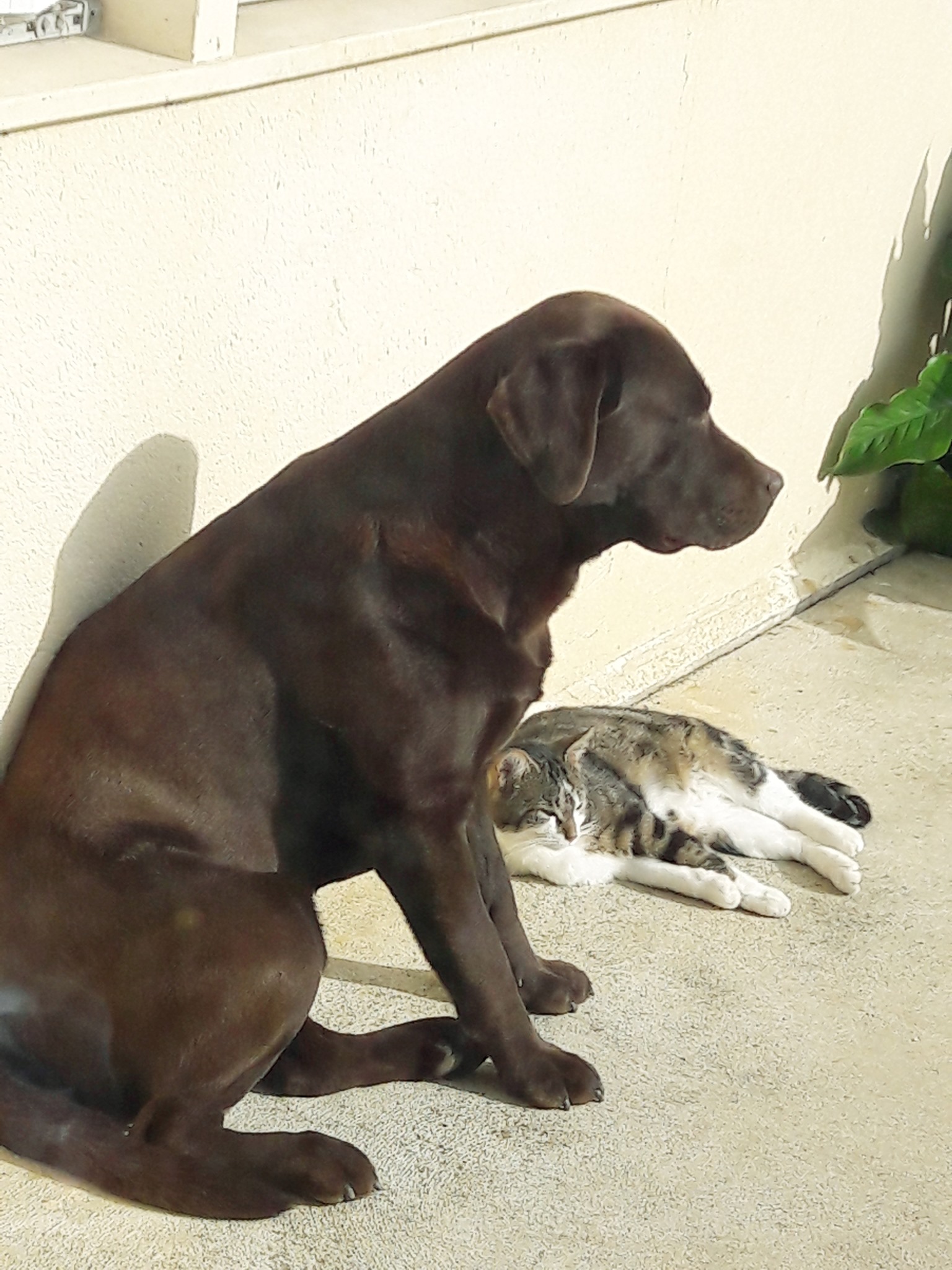 Service chien 91 entre particuliers