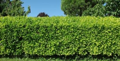 Service : taille de haies Service : taille de haies