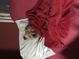 Service : promeneur chien Service : promeneur chien