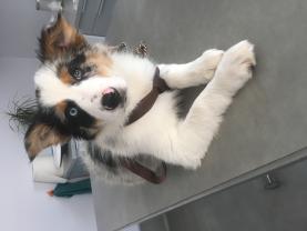 Service : chien Service : chien