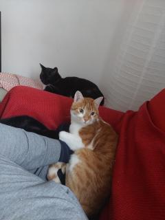 Demander ce catsitter