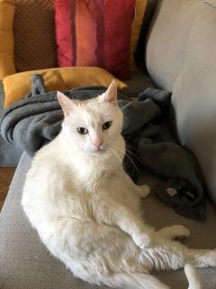 Demander ce catsitter