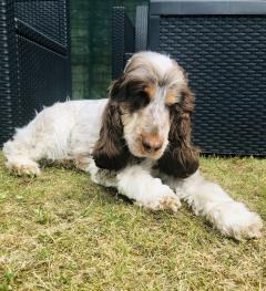 Service : chien Service : chien