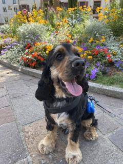 Service : chien Service : chien