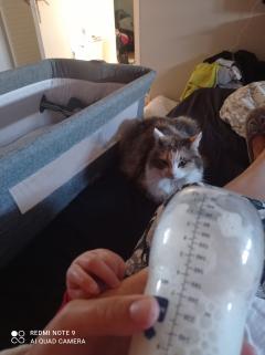 Service : promeneur chien Service : promeneur chien