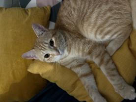 Service : chat Service : chat