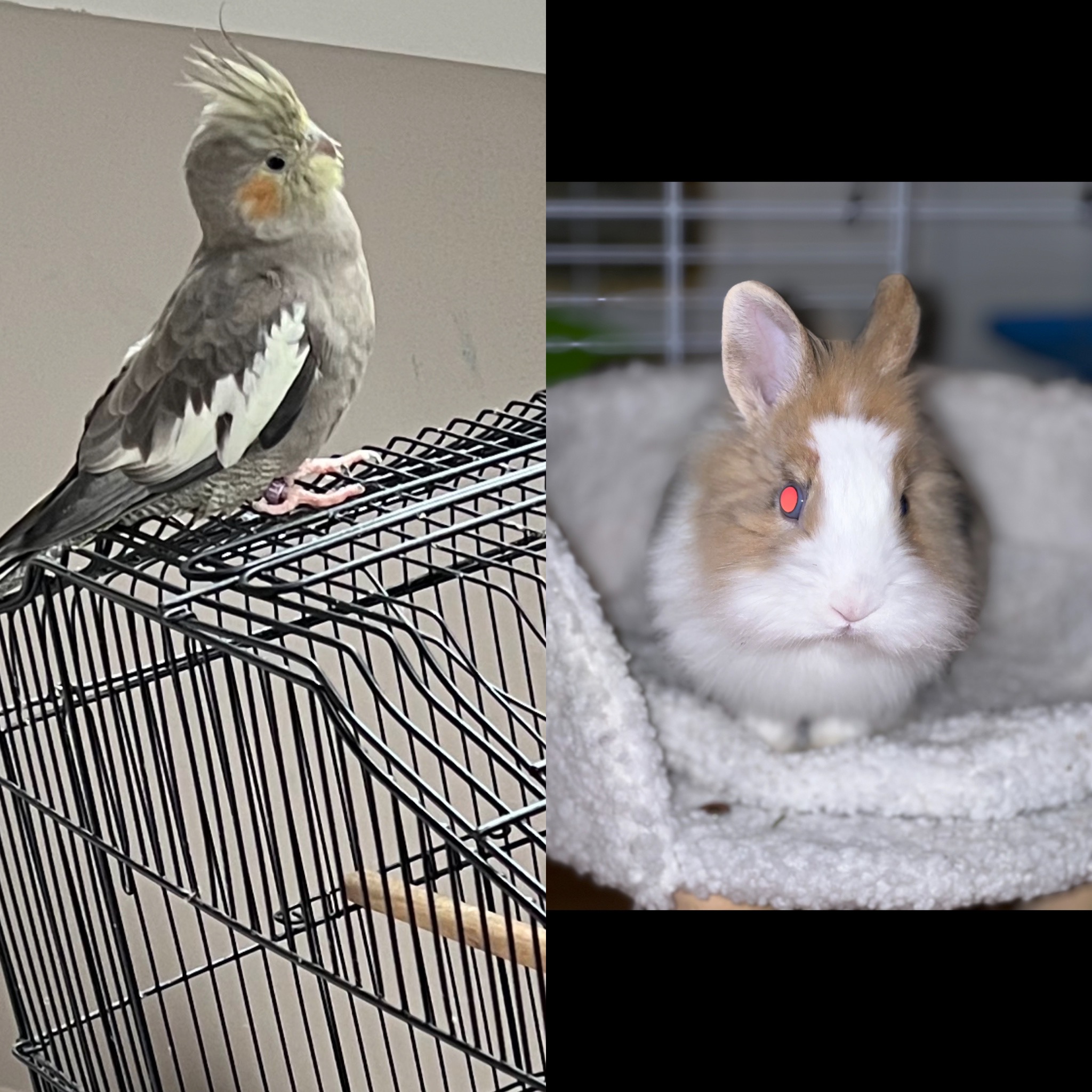 Service garde animaux 67 entre particuliers