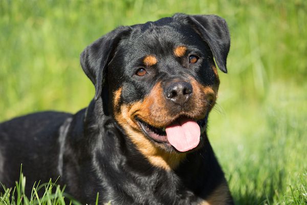 Service promeneur chien 78 entre particuliers