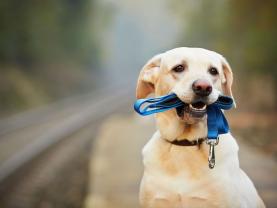 Demander ce petsitter