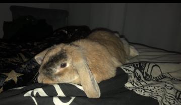 Service garde lapin entre particuliers