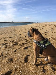 Service chien entre particuliers