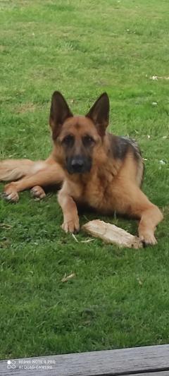 Service : chien Service : chien